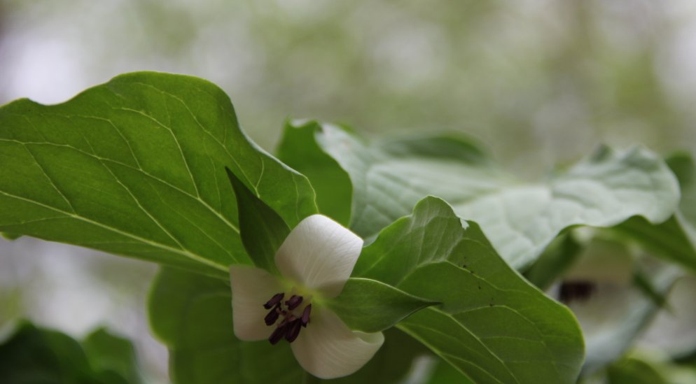 Close-up of Nodding Trillium